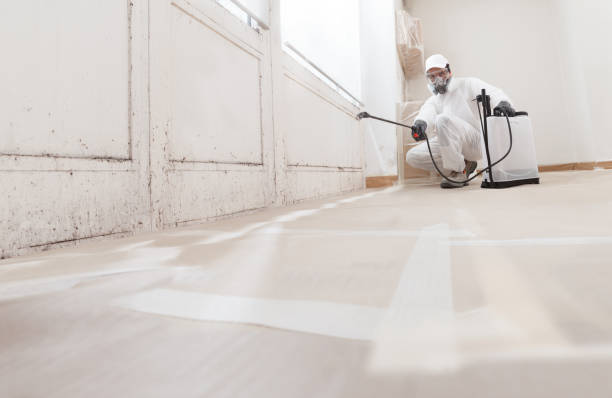 Black mold remediation team in Shrewsbury